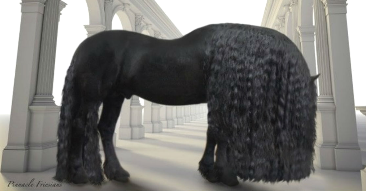 Фризийският кон е от уникалната порода известна с лъскавите си