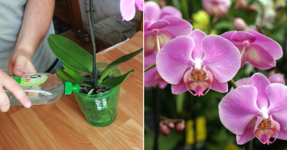 Фенове на орхидеи са добре запознати с това колко капризни