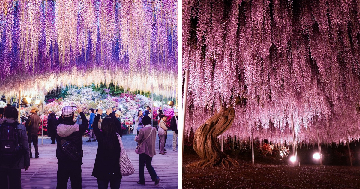 Приказка в действителноста! Цветният парк Ашикага е един от най-известните