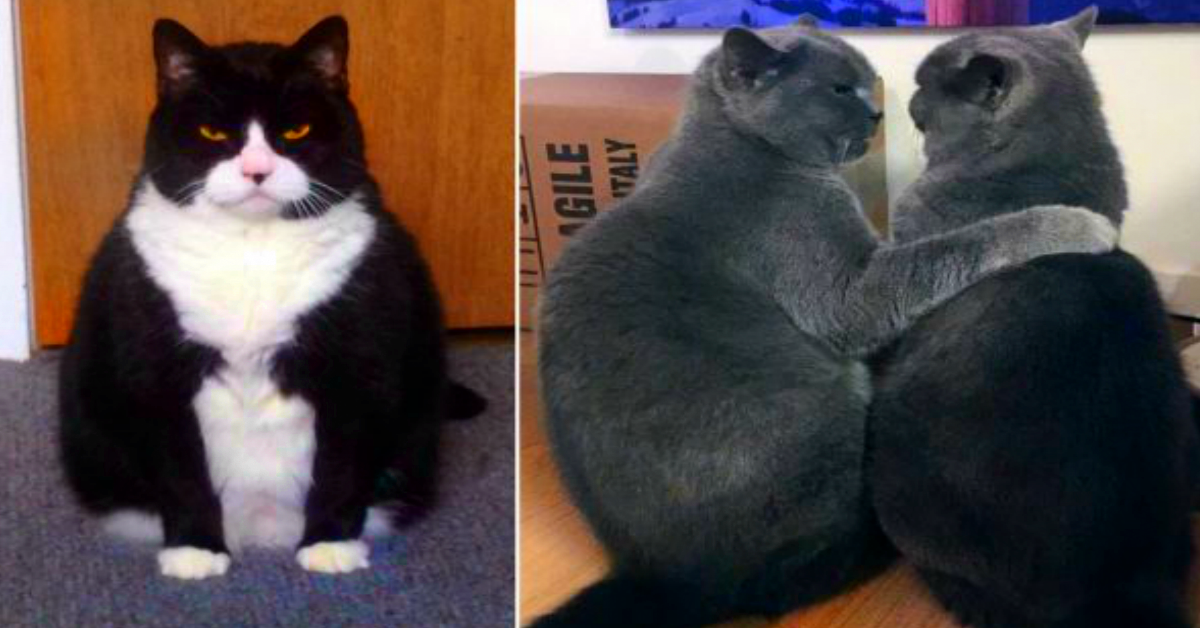 Известен е фактът, че ако домашните котки бяха много по-големи,