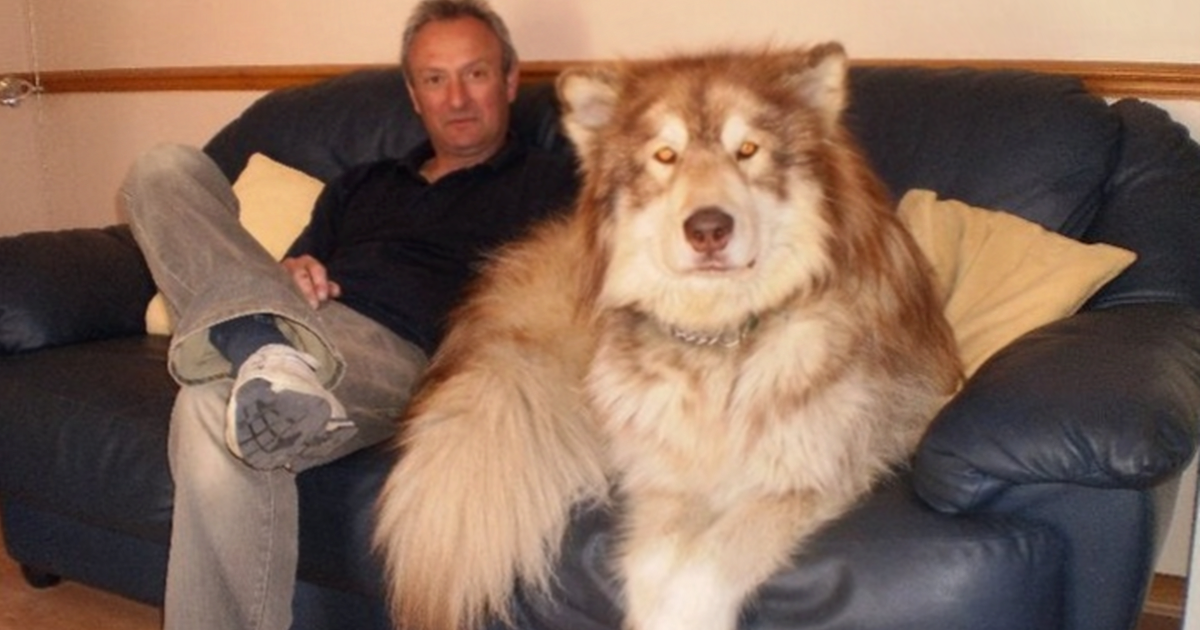 Най голямото куче в света беше куче по име Джордж