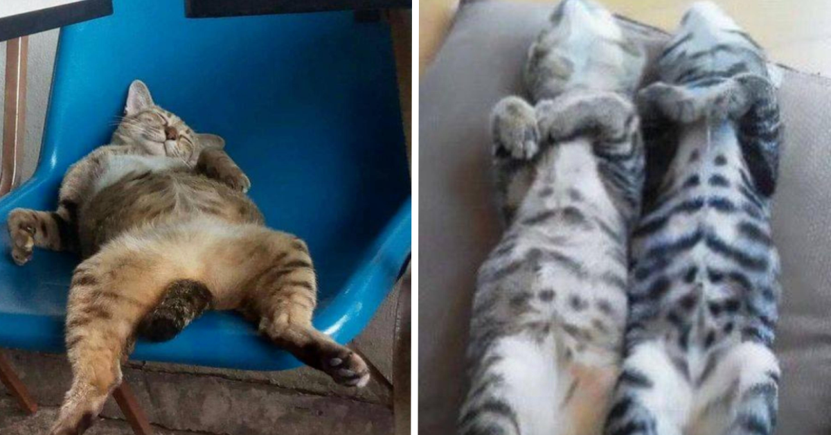 Какво правят домашните котки в живота Предимно спи И понякога