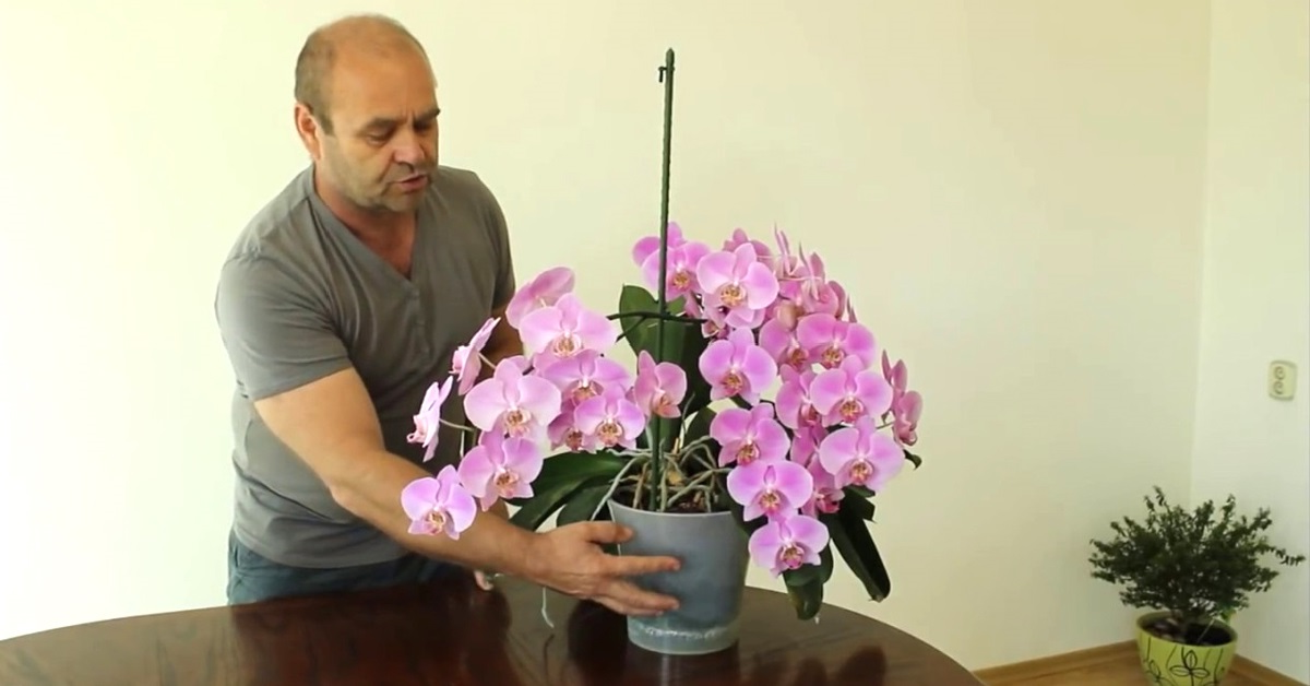 1 Как да поливаме орхидея Това цвете не обича да