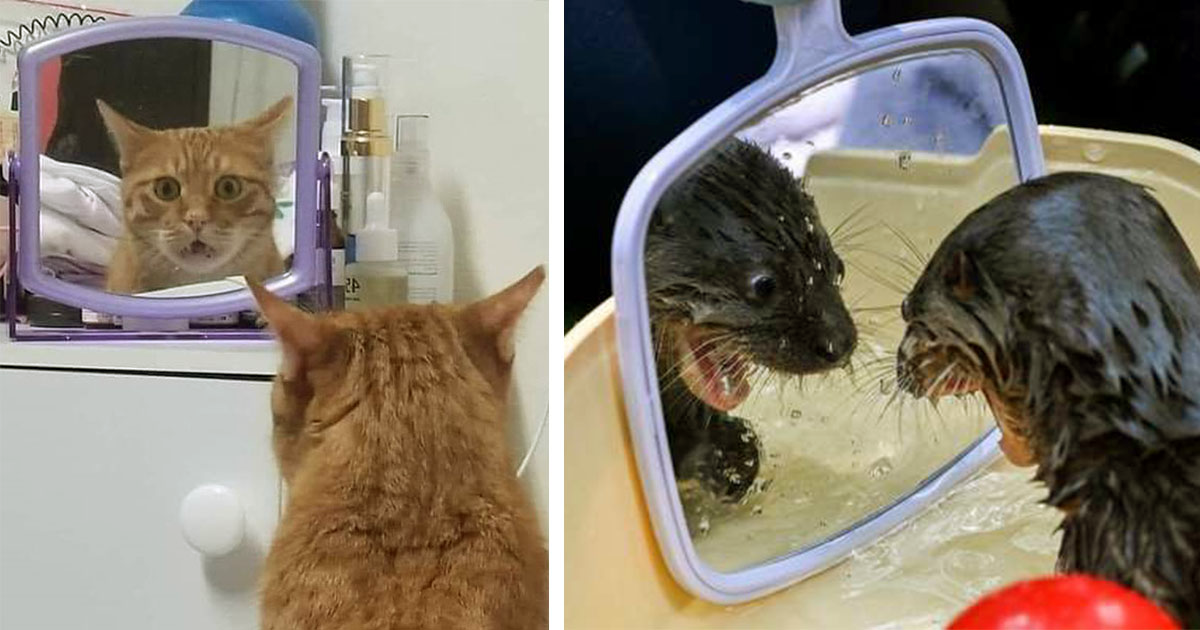 Тази котка в огледалото ще види достатъчно от всякакви гадни