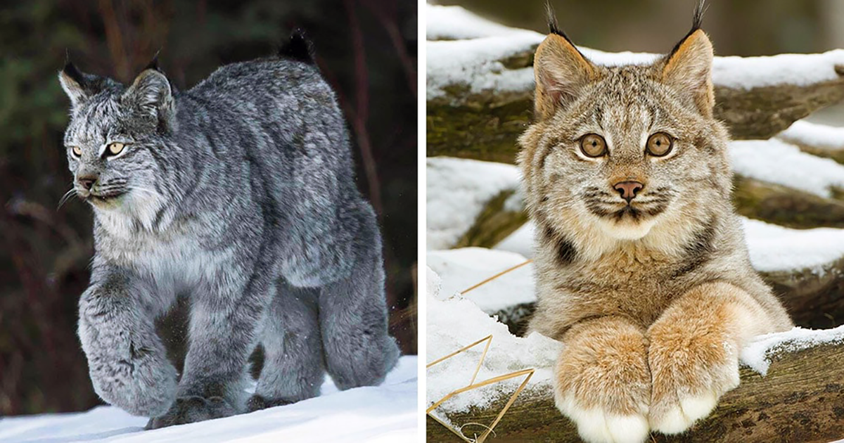 Канадските рисове са истински природен дар: размерът на тези котки