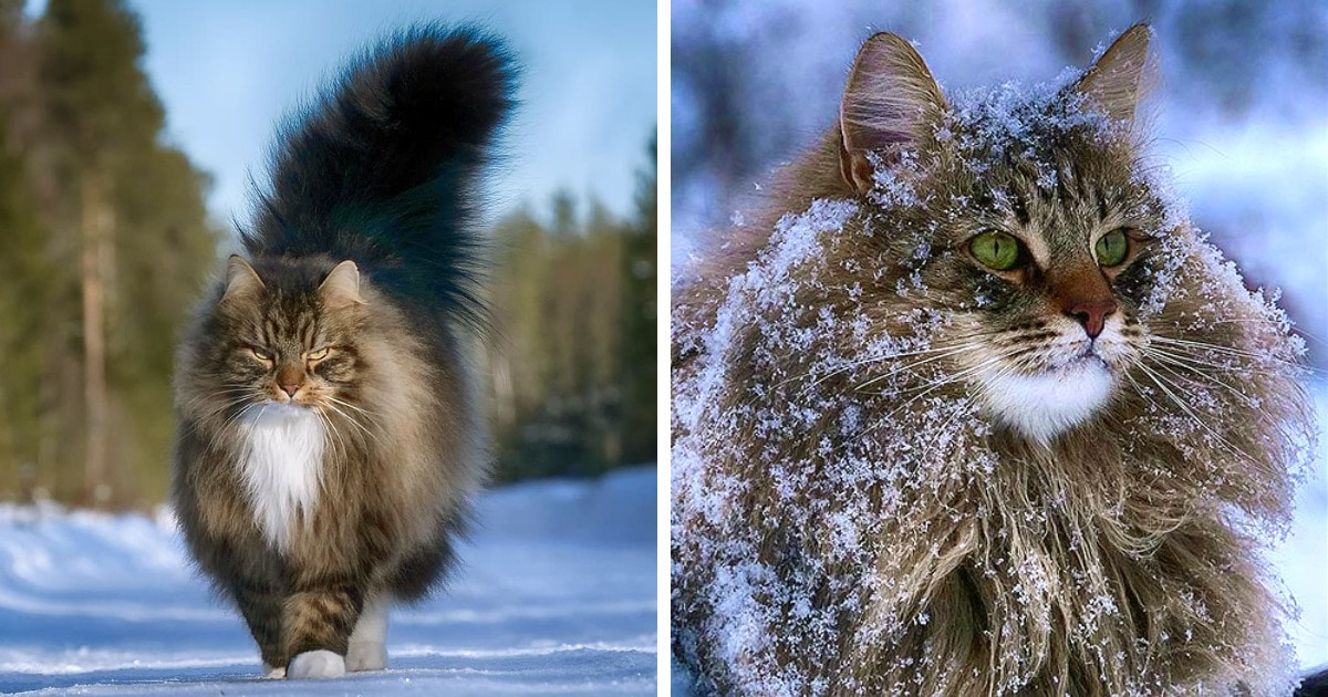 Домашни котки които крещят Да живее снегът Виждали ли