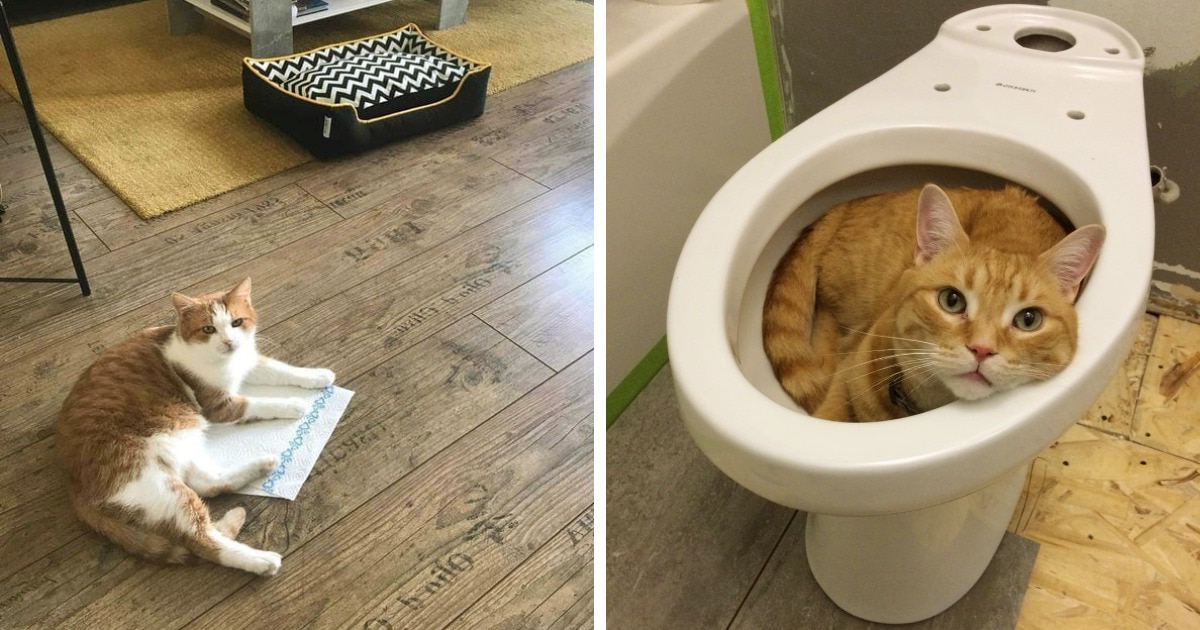 Къде спят вашите котки Някои собственици обичат да лежат на