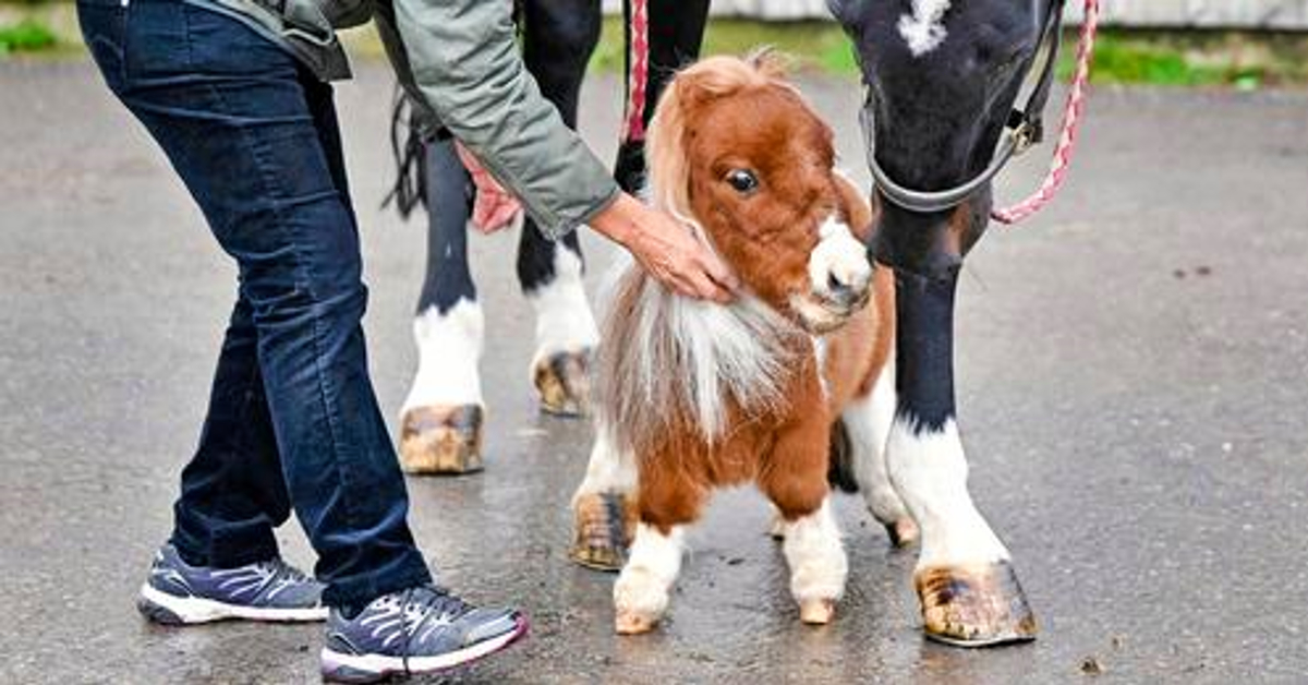 Във ферма разположена в германския град Брекерфелд живее 3 годишно пони